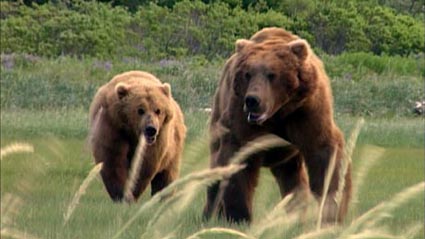 grizzly 2 - 450